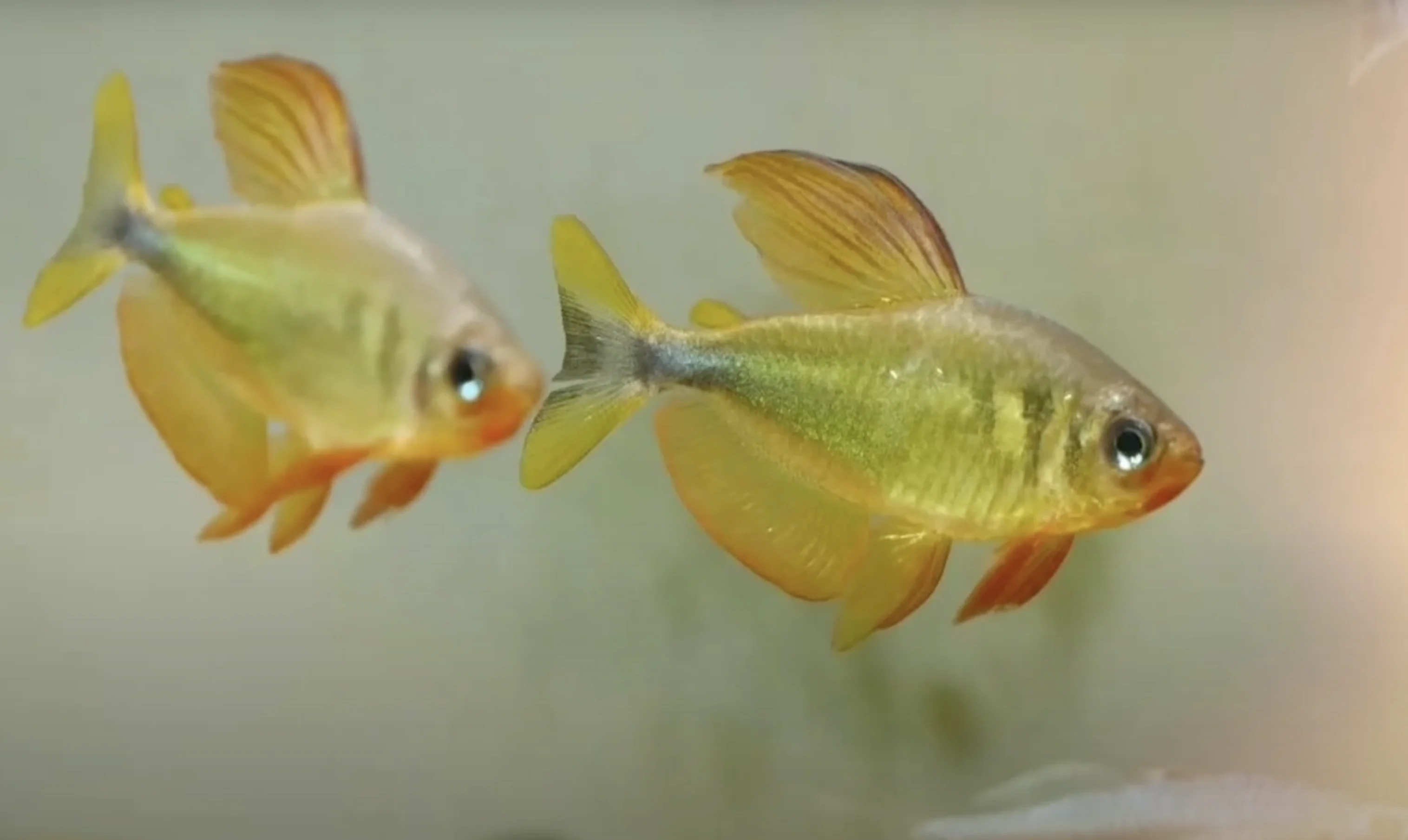 Raccoon Tetra, Fish